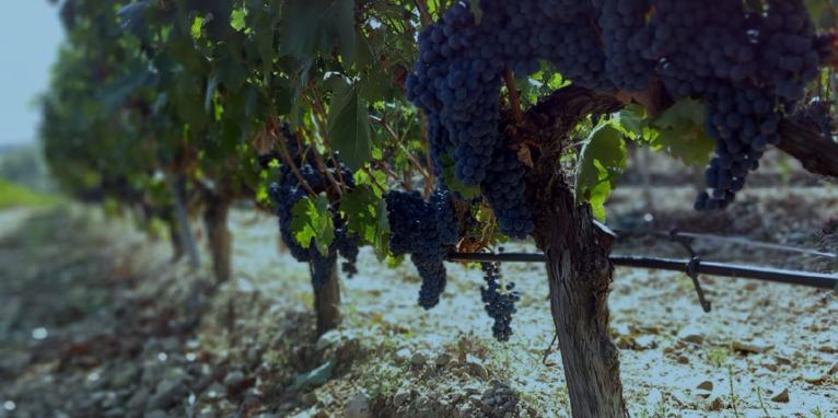 Viñedo