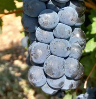 Viñedo